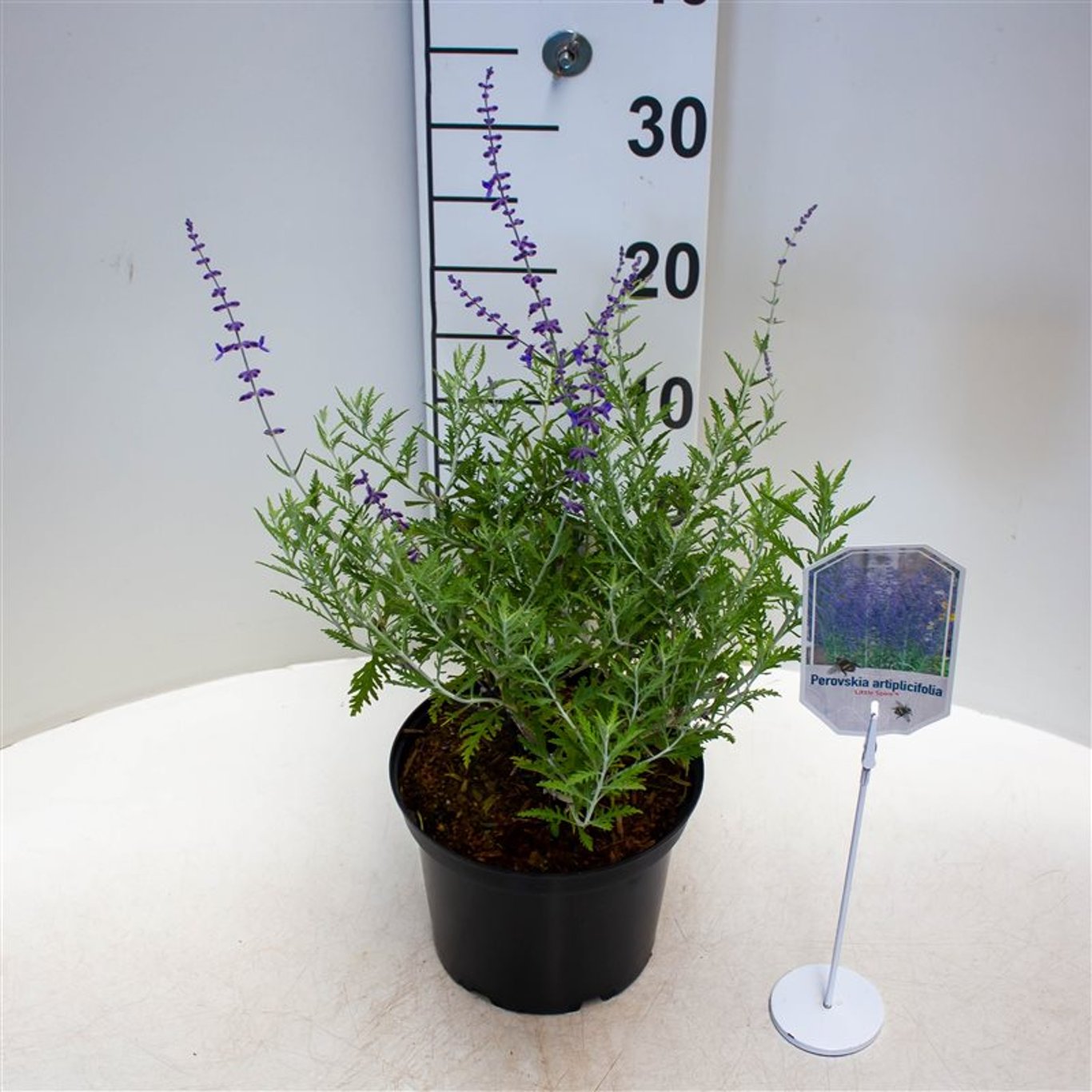 Perovskia – Perovskia atriplicifolia 'Little Spire' - C3 30-40 CM